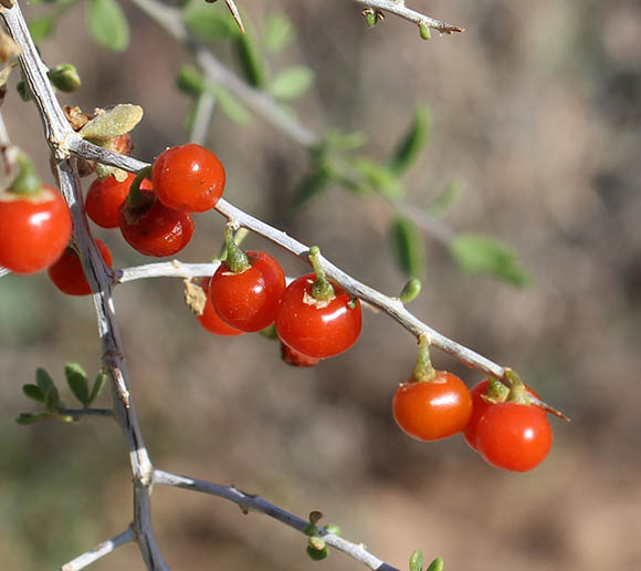  Lycium andersonii v.andersonii